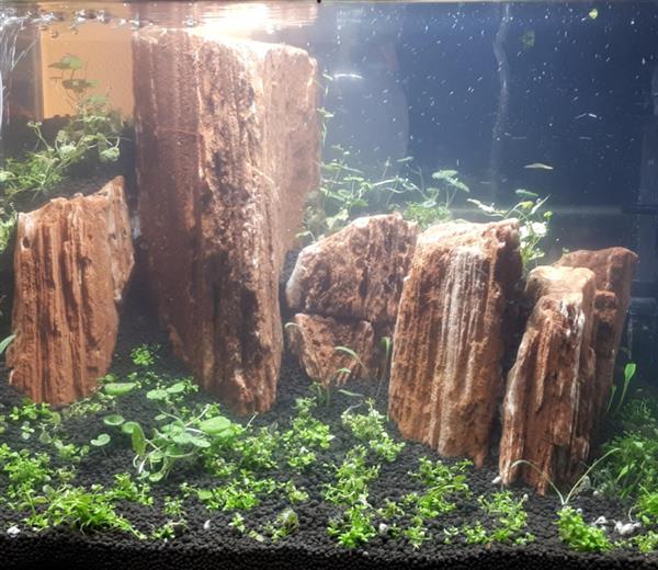 Grote foto the myanmar petrified 10 20cm aquarium decoratie stenen dieren en toebehoren vissenkommen