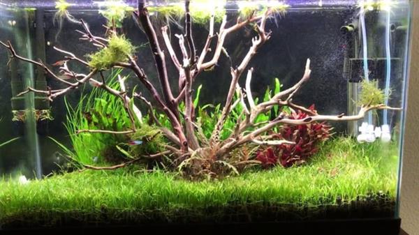 Grote foto drift wood 10 20cm dieren en toebehoren vissenkommen