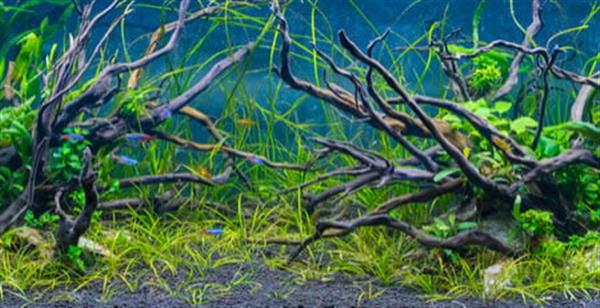 Grote foto drift wood 10 20cm dieren en toebehoren vissenkommen