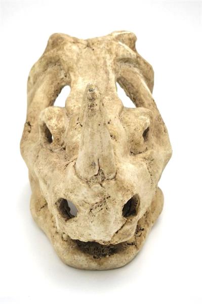 Grote foto prehistorische schedel aquarium decoratie 15cm as 219 dieren en toebehoren vissenkommen