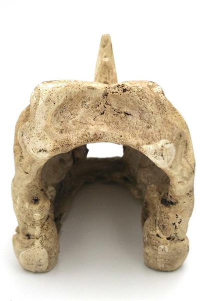 Grote foto prehistorische schedel aquarium decoratie 15cm as 219 dieren en toebehoren vissenkommen
