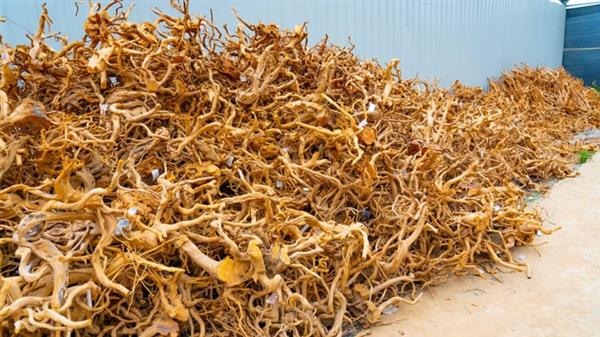 Grote foto spider wood 35 50cm aquarium decoratie hout dieren en toebehoren vissenkommen