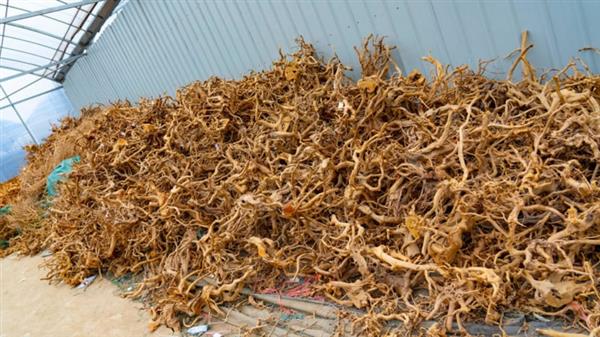 Grote foto spider wood 50 65cm aquarium decoratie hout dieren en toebehoren vissenkommen