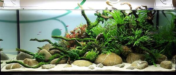Grote foto brook stone 10 15cm aquarium decoratie stenen dieren en toebehoren vissenkommen