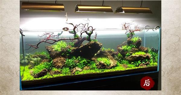 Grote foto jiang jing stone 10 20cm aquarium decoratie stenen dieren en toebehoren vissenkommen