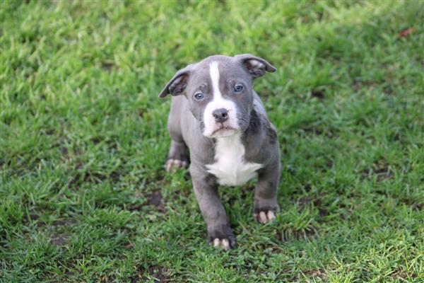 Grote foto american bully pups goed opgevoed dieren en toebehoren bulldogs pinschers en molossers