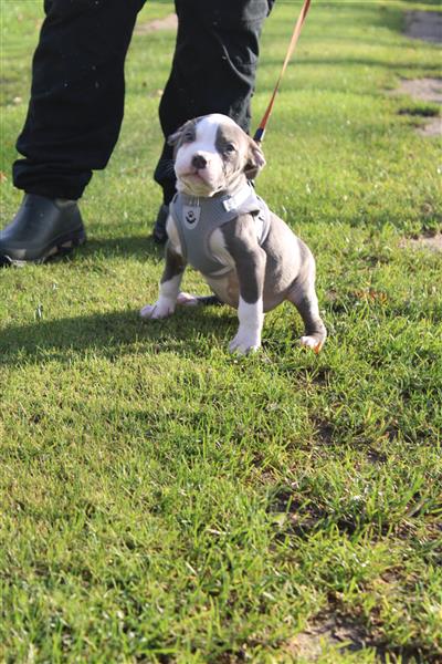 Grote foto american bully pups goed opgevoed dieren en toebehoren bulldogs pinschers en molossers