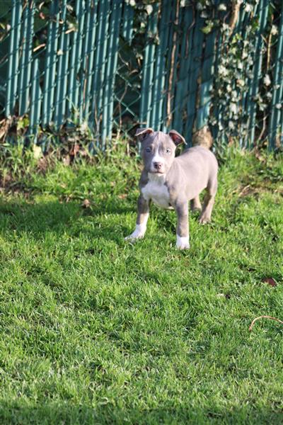 Grote foto american bully pups goed opgevoed dieren en toebehoren bulldogs pinschers en molossers