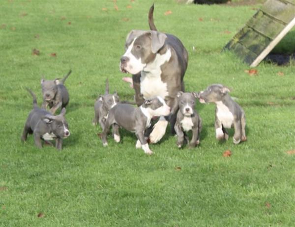 Grote foto american bully pups goed opgevoed dieren en toebehoren bulldogs pinschers en molossers