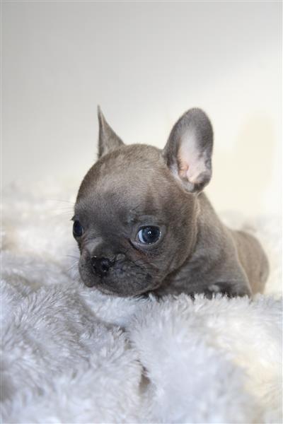 Grote foto franse bulldog pups in huis opgevoed dieren en toebehoren bulldogs pinschers en molossers