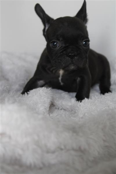 Grote foto franse bulldog pups in huis opgevoed dieren en toebehoren bulldogs pinschers en molossers
