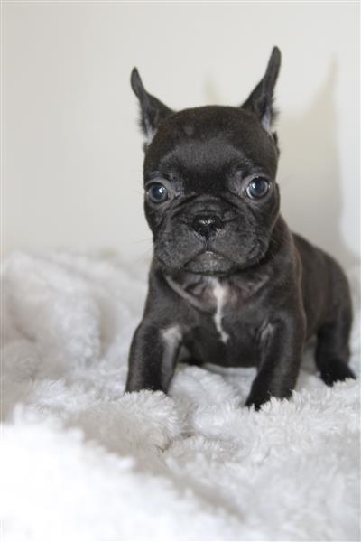 Grote foto franse bulldog pups in huis opgevoed dieren en toebehoren bulldogs pinschers en molossers