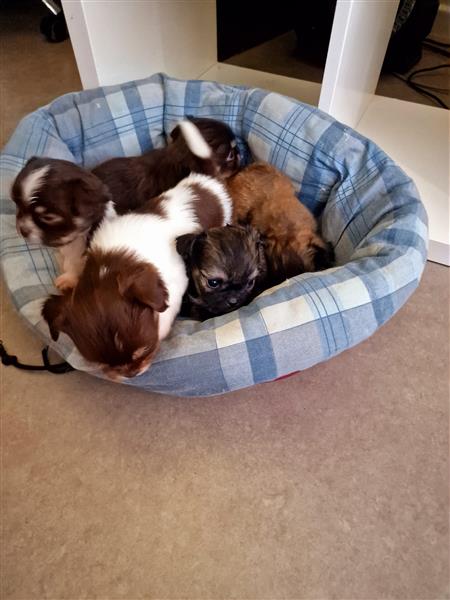 Grote foto te koop pupjes shi tzu mix chihuahua dieren en toebehoren niet rashonden