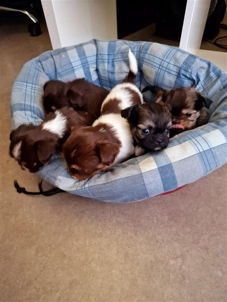Grote foto te koop pupjes shi tzu mix chihuahua dieren en toebehoren niet rashonden