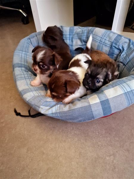 Grote foto te koop pupjes shi tzu mix chihuahua dieren en toebehoren niet rashonden