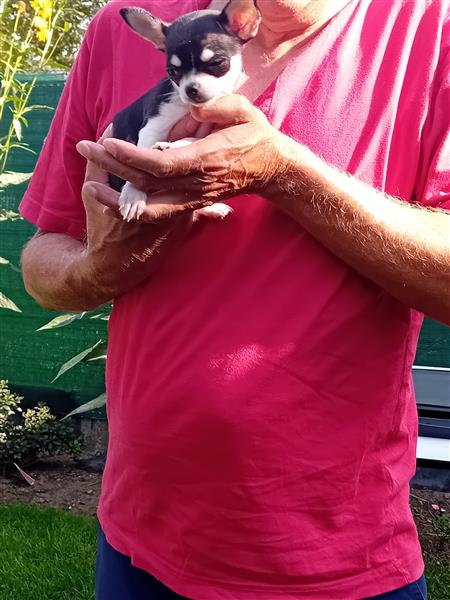 Grote foto chihuahuapup dieren en toebehoren chihuahua en gezelschapshonden