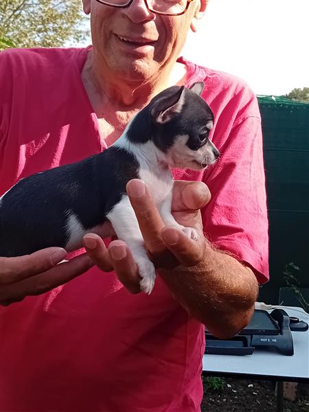 Grote foto chihuahuapup dieren en toebehoren chihuahua en gezelschapshonden