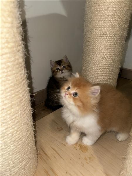 Grote foto britse korthaar kittens te koop dieren en toebehoren raskatten korthaar