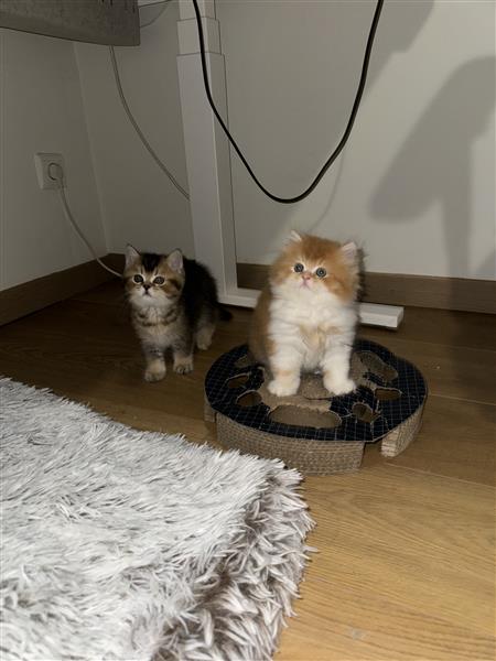 Grote foto britse korthaar kittens te koop dieren en toebehoren raskatten korthaar