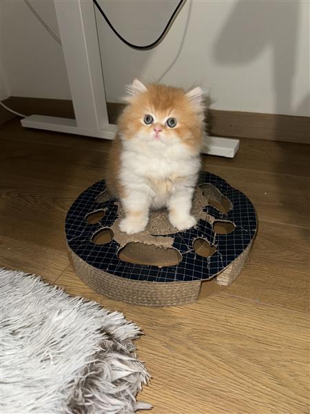 Grote foto britse korthaar kittens te koop dieren en toebehoren raskatten korthaar