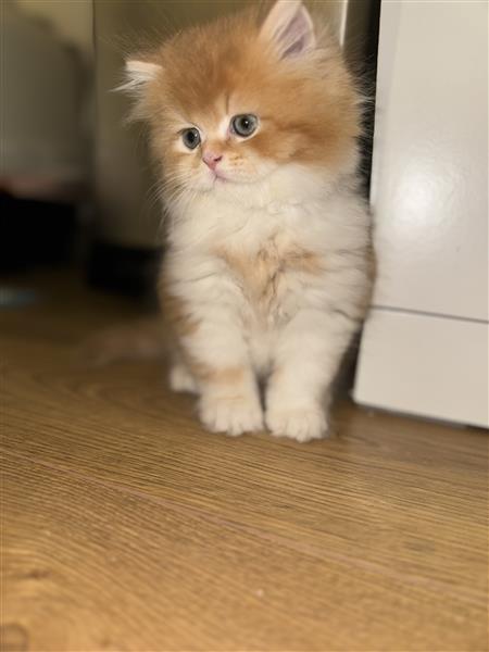 Grote foto britse korthaar kittens te koop dieren en toebehoren raskatten korthaar