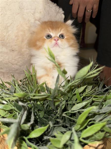 Grote foto britse korthaar kittens te koop dieren en toebehoren raskatten korthaar