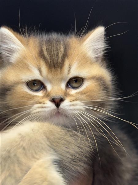 Grote foto britse korthaar kittens te koop dieren en toebehoren raskatten korthaar