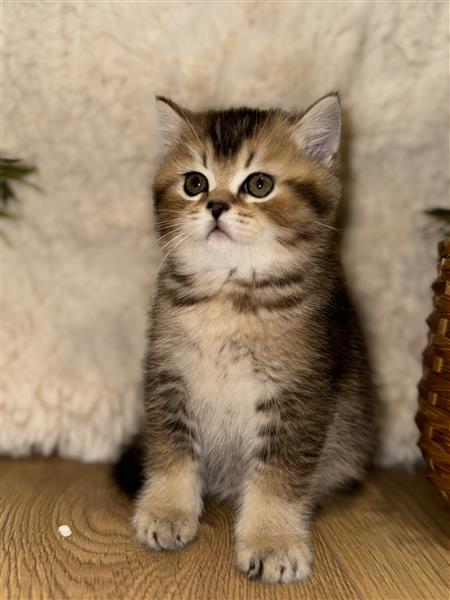 Grote foto britse korthaar kittens te koop dieren en toebehoren raskatten korthaar