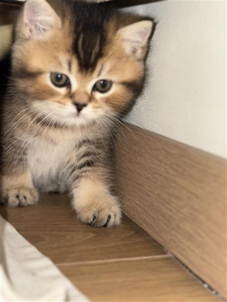 Grote foto britse korthaar kittens te koop dieren en toebehoren raskatten korthaar