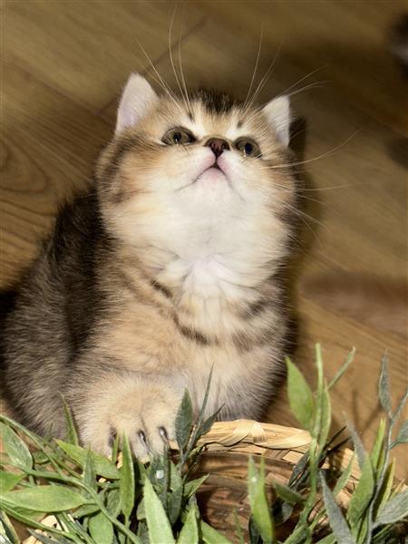 Grote foto britse korthaar kittens te koop dieren en toebehoren raskatten korthaar