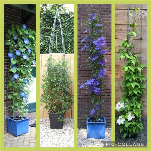 Grote foto draadrekken hekwerk draadrekken plantensteun tuin en terras hekken en schuttingen