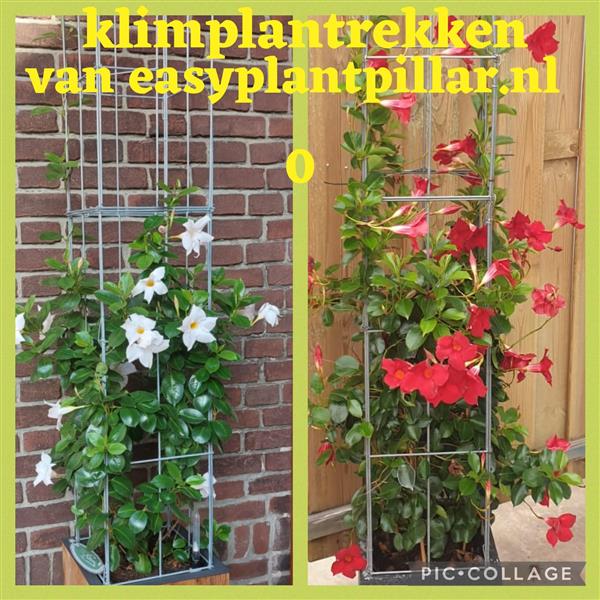 Grote foto draadrekken hekwerk draadrekken plantensteun tuin en terras hekken en schuttingen