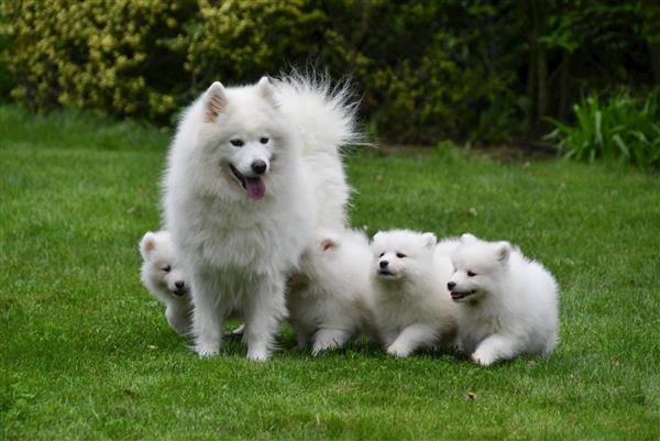 Grote foto samojeed pups te koop dieren en toebehoren poolhonden keeshonden en oertypen