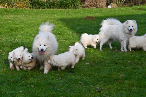 Grote foto samojeed pups te koop dieren en toebehoren poolhonden keeshonden en oertypen