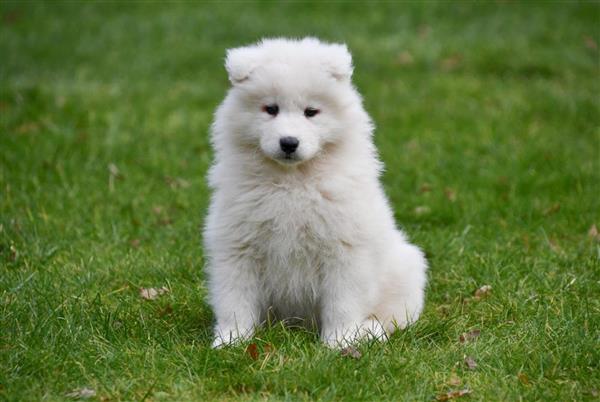 Grote foto samojeed pups te koop dieren en toebehoren poolhonden keeshonden en oertypen