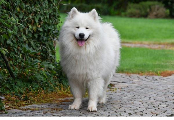 Grote foto samojeed pups te koop dieren en toebehoren poolhonden keeshonden en oertypen