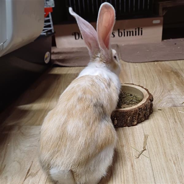 Grote foto jonge vlaamse en duitse reuzen handtam dieren en toebehoren konijnen