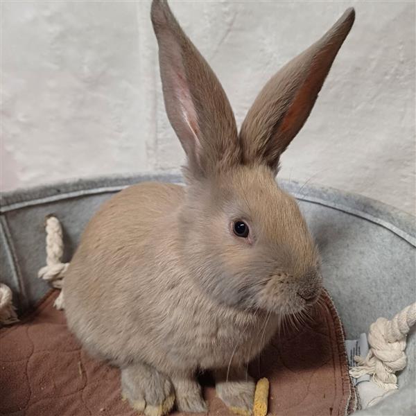 Grote foto jonge vlaamse en duitse reuzen handtam dieren en toebehoren konijnen
