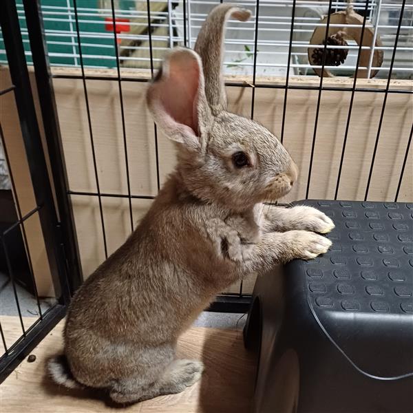 Grote foto jonge vlaamse en duitse reuzen handtam dieren en toebehoren konijnen
