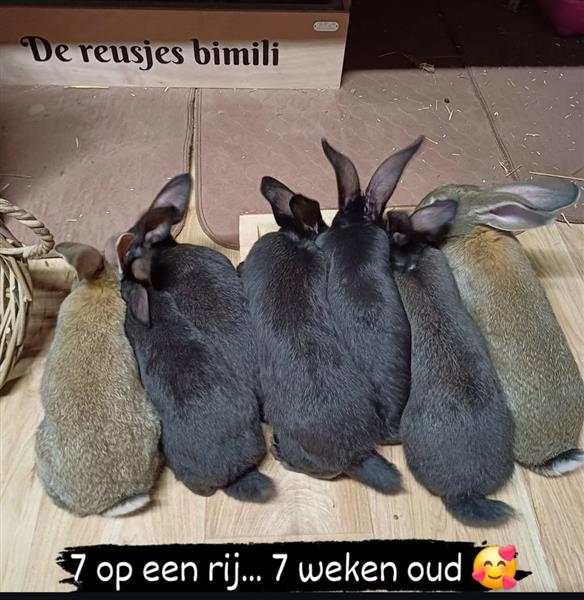 Grote foto jonge vlaamse en duitse reuzen handtam dieren en toebehoren konijnen