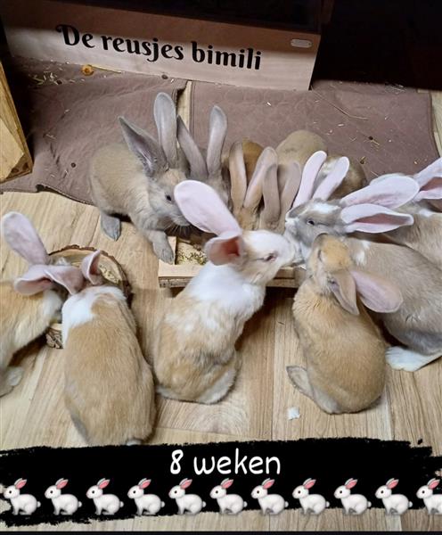 Grote foto jonge vlaamse en duitse reuzen handtam dieren en toebehoren konijnen