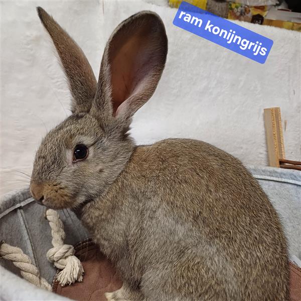 Grote foto jonge vlaamse en duitse reuzen handtam dieren en toebehoren konijnen