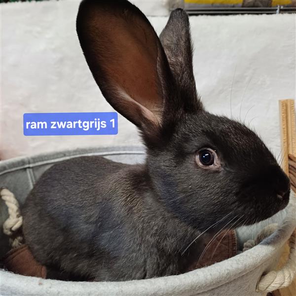 Grote foto jonge vlaamse en duitse reuzen handtam dieren en toebehoren konijnen
