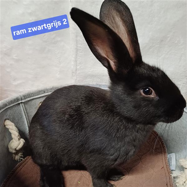 Grote foto jonge vlaamse en duitse reuzen handtam dieren en toebehoren konijnen