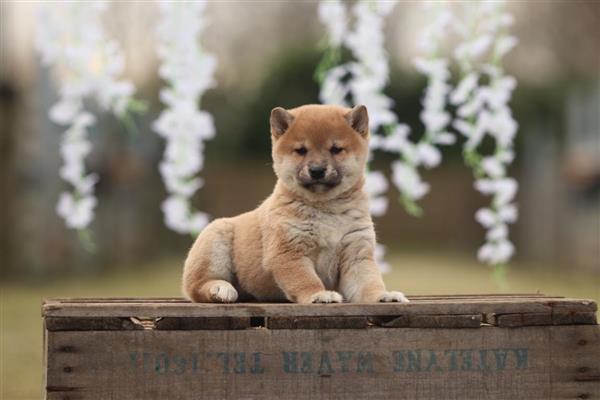 Grote foto shiba inu pups te koop belgisch shiba fokker dieren en toebehoren poolhonden keeshonden en oertypen