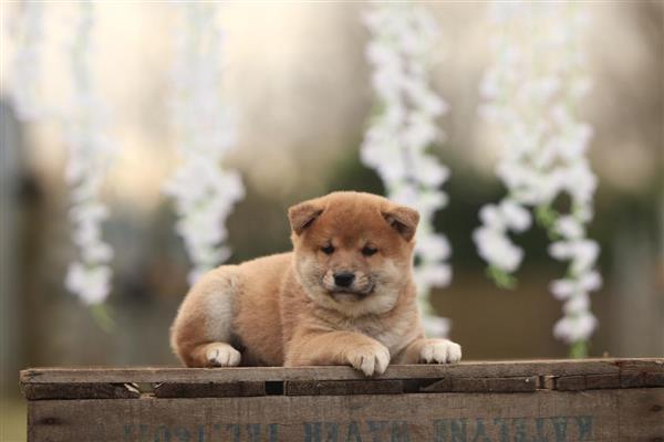 Grote foto shiba inu pups te koop belgisch shiba fokker dieren en toebehoren poolhonden keeshonden en oertypen