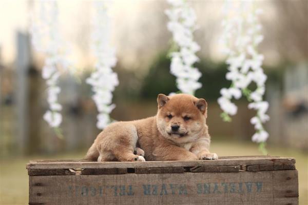Grote foto shiba inu pups te koop belgisch shiba fokker dieren en toebehoren poolhonden keeshonden en oertypen