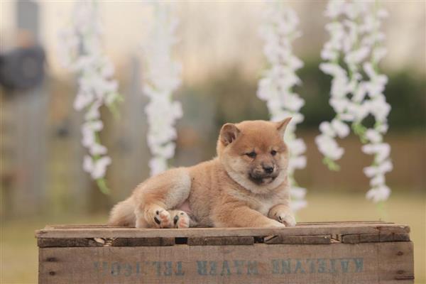 Grote foto shiba inu pups te koop belgisch shiba fokker dieren en toebehoren poolhonden keeshonden en oertypen
