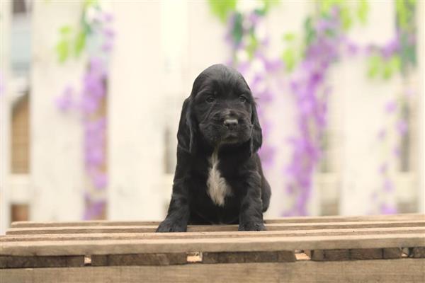 Grote foto engelse cocker spaniel pups te koop dieren en toebehoren retrievers spani ls en waterhonden