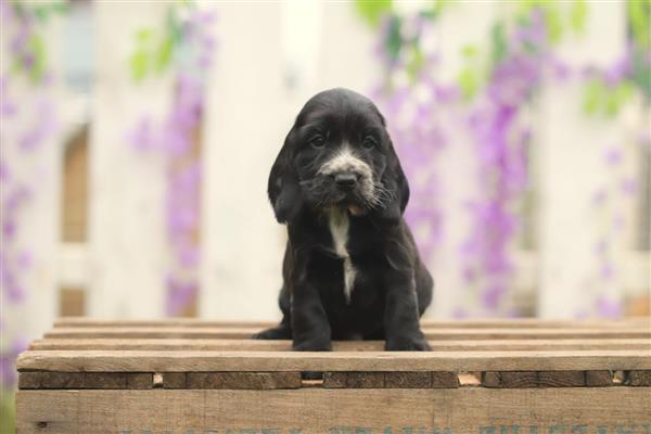 Grote foto engelse cocker spaniel pups te koop dieren en toebehoren retrievers spani ls en waterhonden